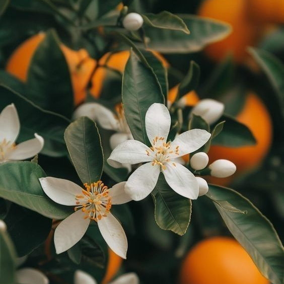 Neroli Glow Body Butter