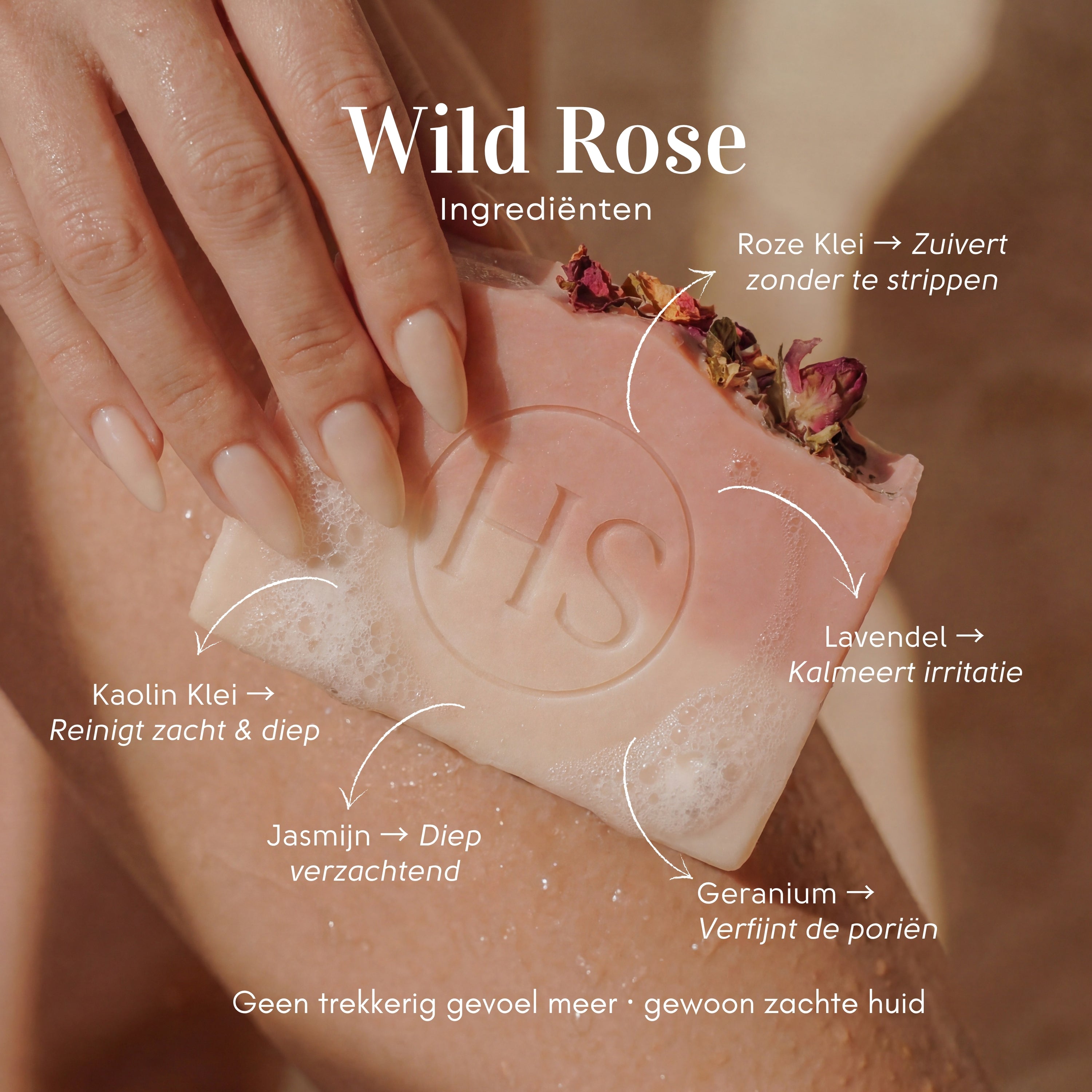 Wild Rose